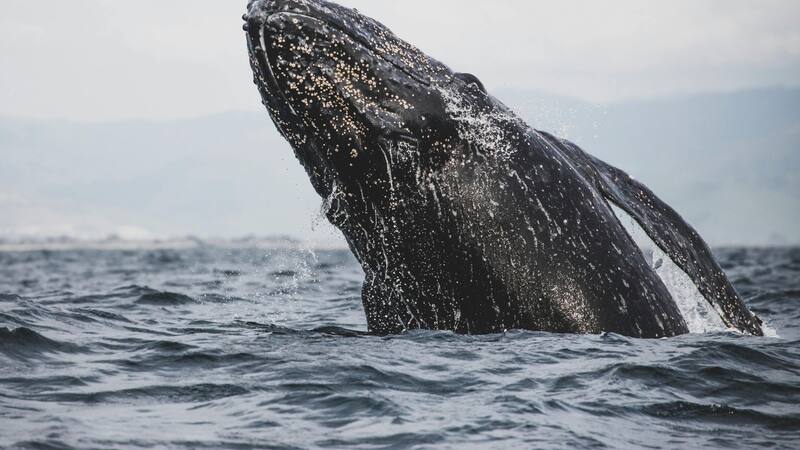 Este fascinante nuevo hallazgo de una ballena que se creía extinta despierta interés en nuevas exploraciones.