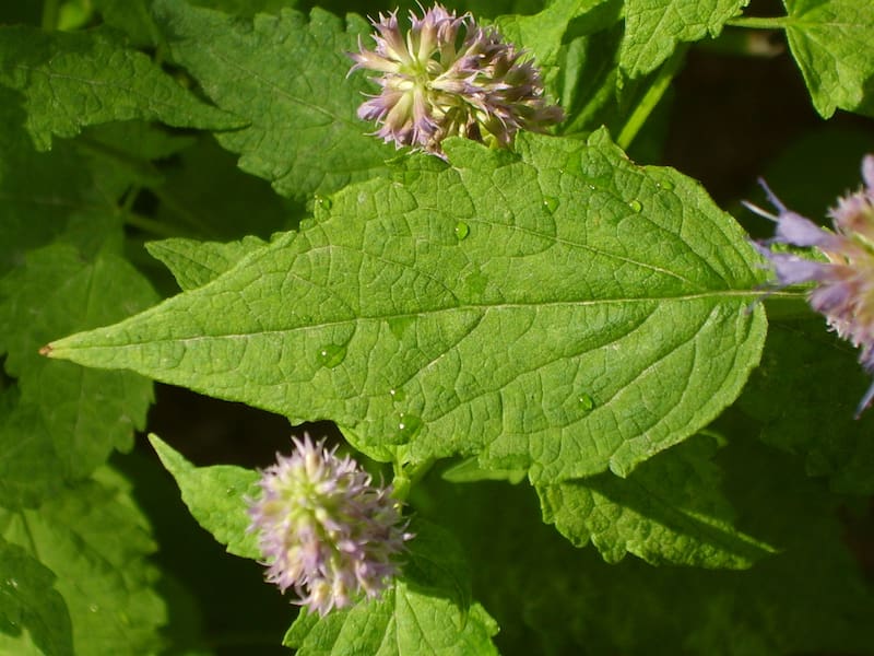 ¿Qué es la agastache rugosa y qué propiedades tiene? Imagen: archivo.