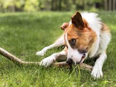 Un grupo de científicos desarrolló un traductor de perros para entender los ladridos con ayuda de la Inteligencia Artificial