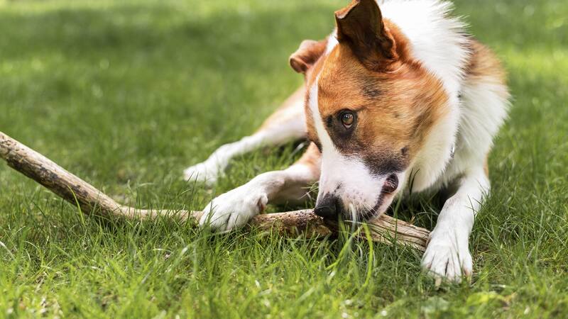 Gracias a la recopilación de datos de perros de diferentes razas, edades y sexos, se pueden identificar patrones comunes en las vocalizaciones caninas.