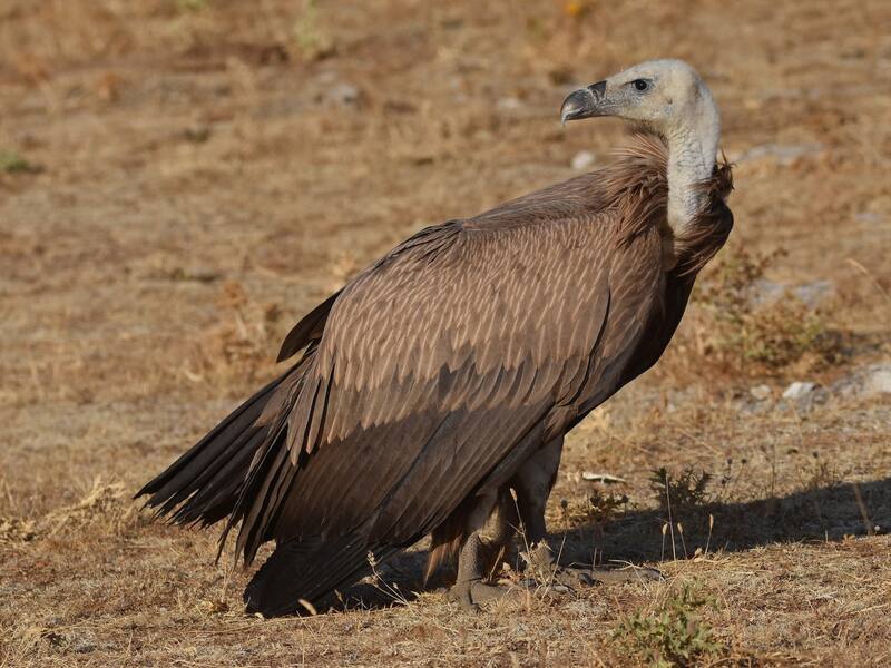 Un ejemplar de buitre de Rüppell colisionó con un avión comercial sobre Costa de Marfil en 1973 a más de 11.000 metros de altitud. (Foto: ebird.org)