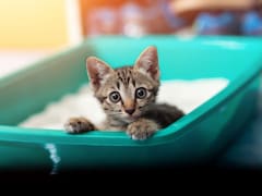 Evita los malos olores: ¿cada cuánto hay que cambiar la arena de la caja del gato?