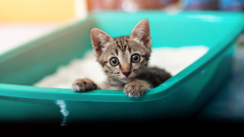 Evita los malos olores: ¿cada cuánto hay que cambiar la arena de la caja del gato?