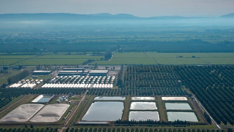 Con el biogás generado, la firma ahorra unos u$s 550.000 cada temporada.