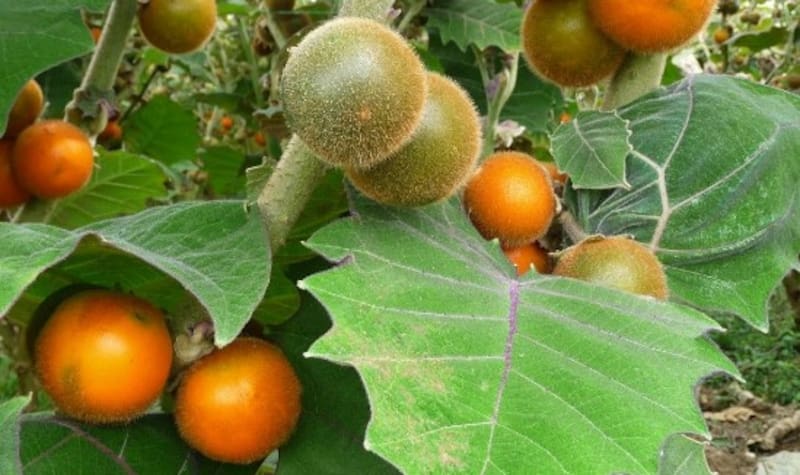 Lulo, fruta tropical. Fuente: Redes Sociales.