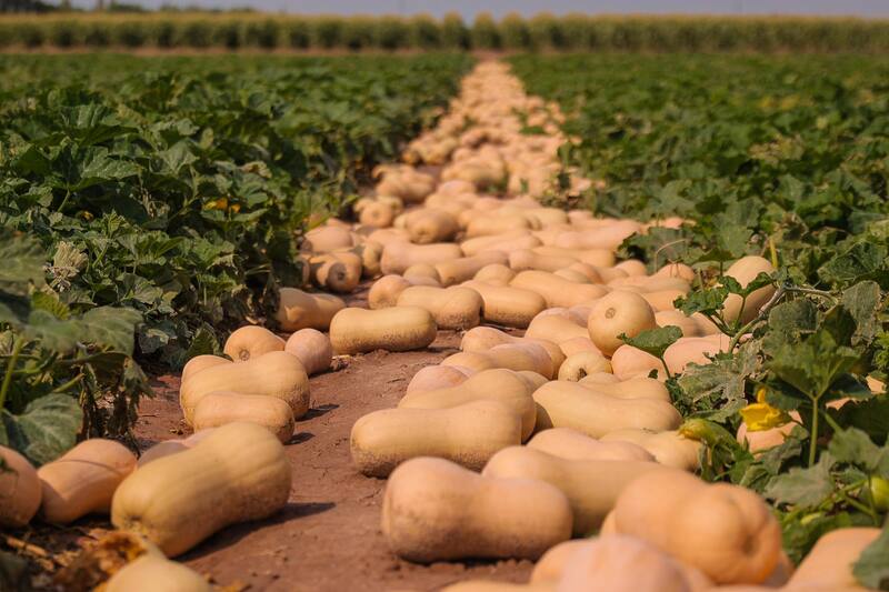 Knorr trabaja con 10 fincas para el abastecimiento de sus vegetales