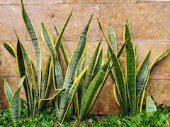 ¿Por qué crece la planta lengua de suegra? El Feng Shui detalla los diferentes significados