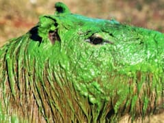 Por qué aparecieron carpinchos verdes en el río Uruguay