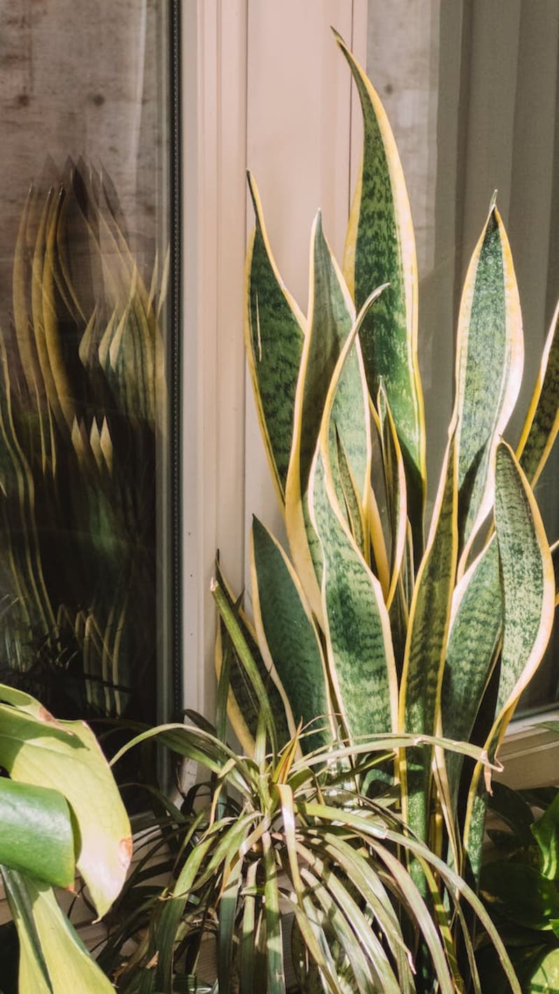 Lengua de Suegra. Fuente: Pixabay.