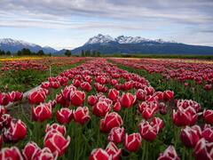 Escapadas: cómo y cuándo visitar el impresionante campo de tulipanes de la Patagonia argentina