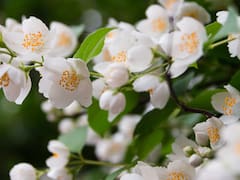 La planta que da flores, atrae mariposas, perfuma tu jardín y es ideal para la primavera