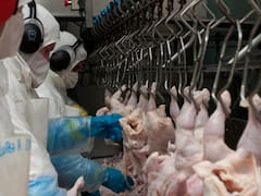 El Gobierno anunció créditos por $2000 millones para la cadena avícola