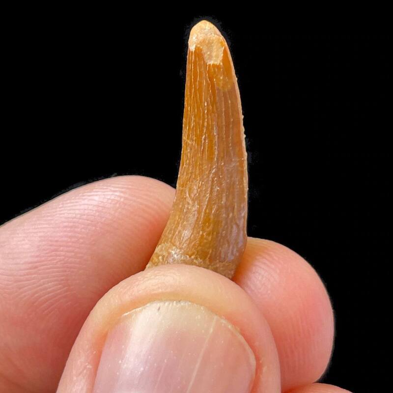 El diente del plesiosaurio hallado en Marruecos corresponde a un ejemplar de 3 metros de largo