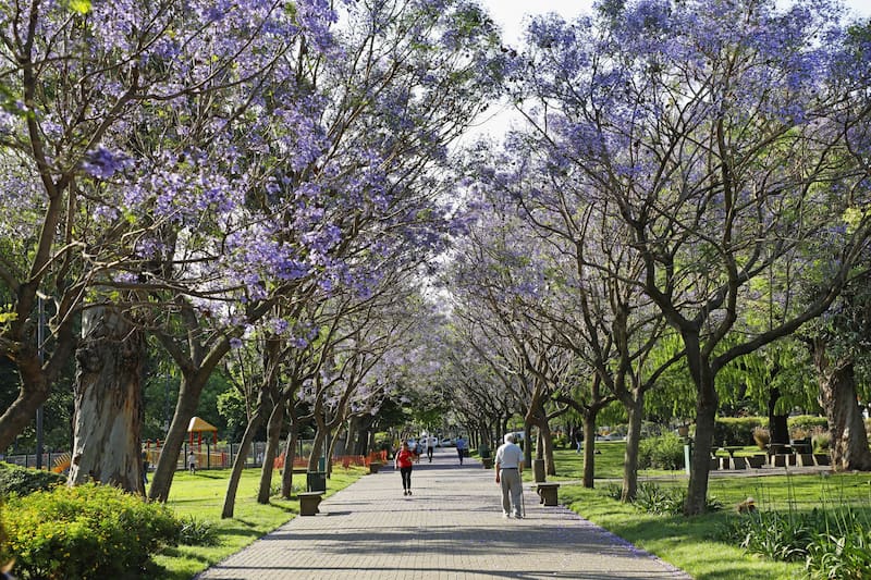 Elegir árboles que crecen rápido mejora la vida en la ciudad. (Foto: Archivo).