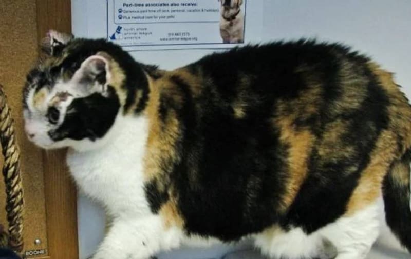 Scarlett, la gatita de Karen Wellen. Fuente: Karen Wellen.