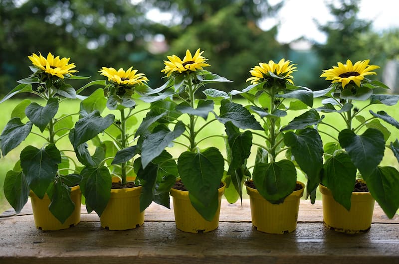 Si vivís en un lugar con mucho sol, los girasoles son una excelente opción para tu terraza, patio o balcón. (Fuente: Adobe Stock).