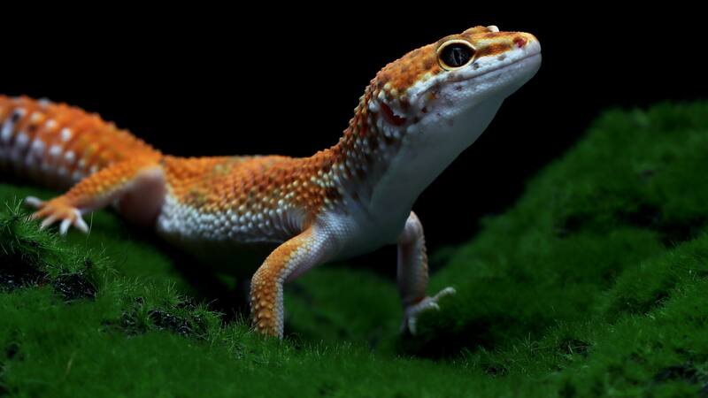 <div class="migrated-promo-image__description"><div class="migrated-promo-image__source">Fuente: Freepik</div></div>