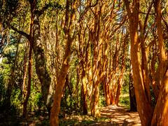 Preocupa el bajo presupuesto para la protección de bosques nativos