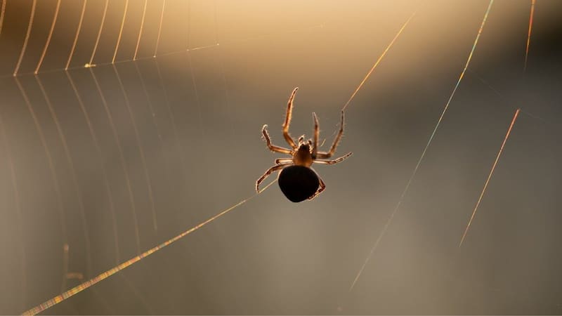 ¿Qué significa soñar con arañas? Esto dicen los expertos. Imagen: archivo.