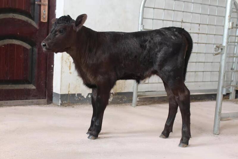 Un ternero de la raza Angus de Garruchos.