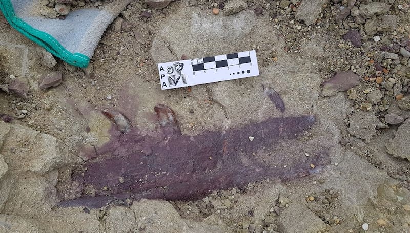 Mandíbula del Joaquinraptor casali encontrada por el CONICET. (Fuente: archivo)