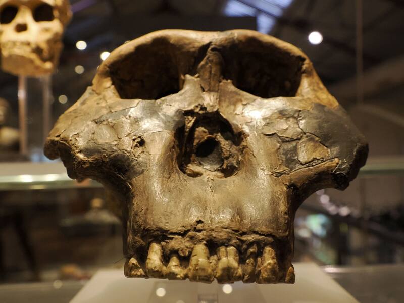 Detalle de pantalla de evolución prehistórica neandertal del cráneo. Fuente: ShutterStock