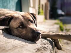 Día del Perro Callejero: ¿por qué se celebra hoy 27 de julio?