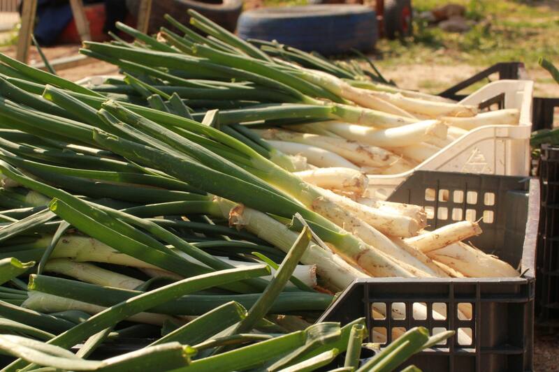 Los calçots son originarios de Tarragona (Fuente: Pixabay)