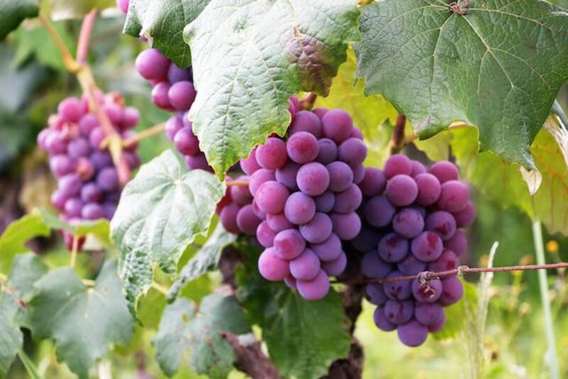 Los beneficios de las uvas.