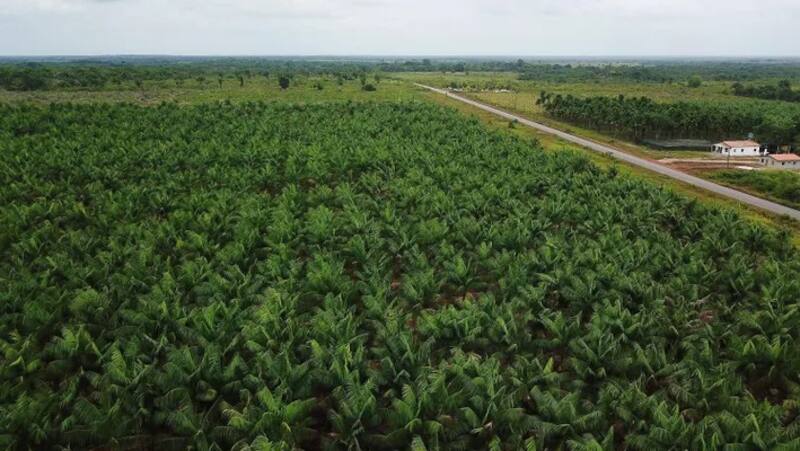 El asaí se exporta a todo el mundo y las extensas plantaciones en el norte de Brasil ya son comunes.