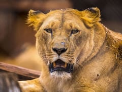 Una investigación científica reveló cuál es el animal carnívoro más cazador y con mayor cantidad de víctimas