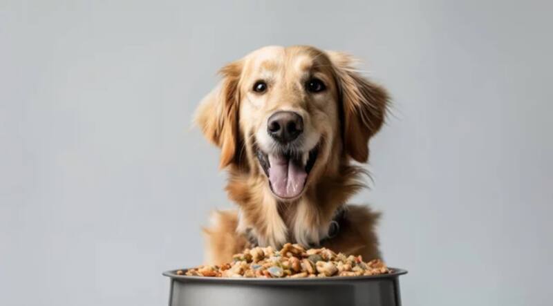 Algunas marcas de alimento para perros pueden ser perjudiciales para las mascotas. Foto: Adobe Stock.