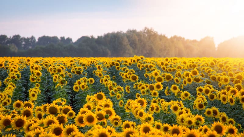 El heliotropismo es un movimiento direccional de una planta hacia la luz solar. (Fuente: Adobe Stock).