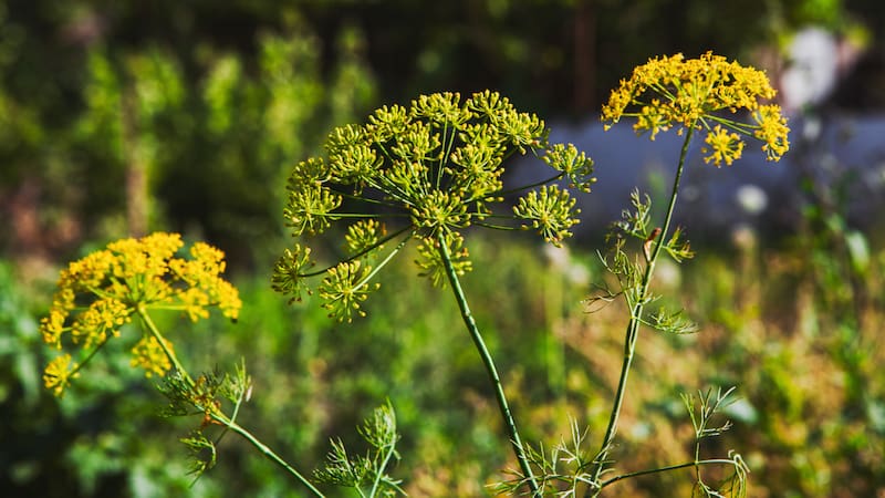 <div class="migrated-promo-image__description"><div class="migrated-promo-image__source">Fuente: Freepik</div></div>