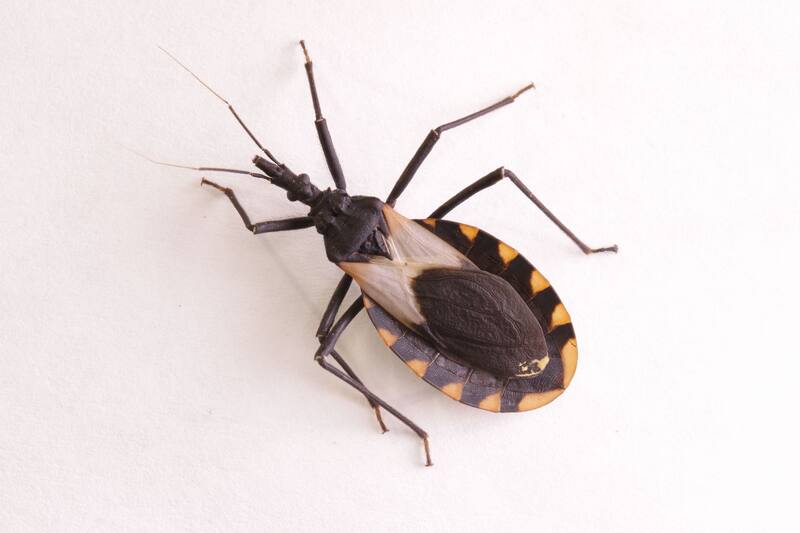 El mal de Chagas causa la muerte de unas 12.000 personas por año.
