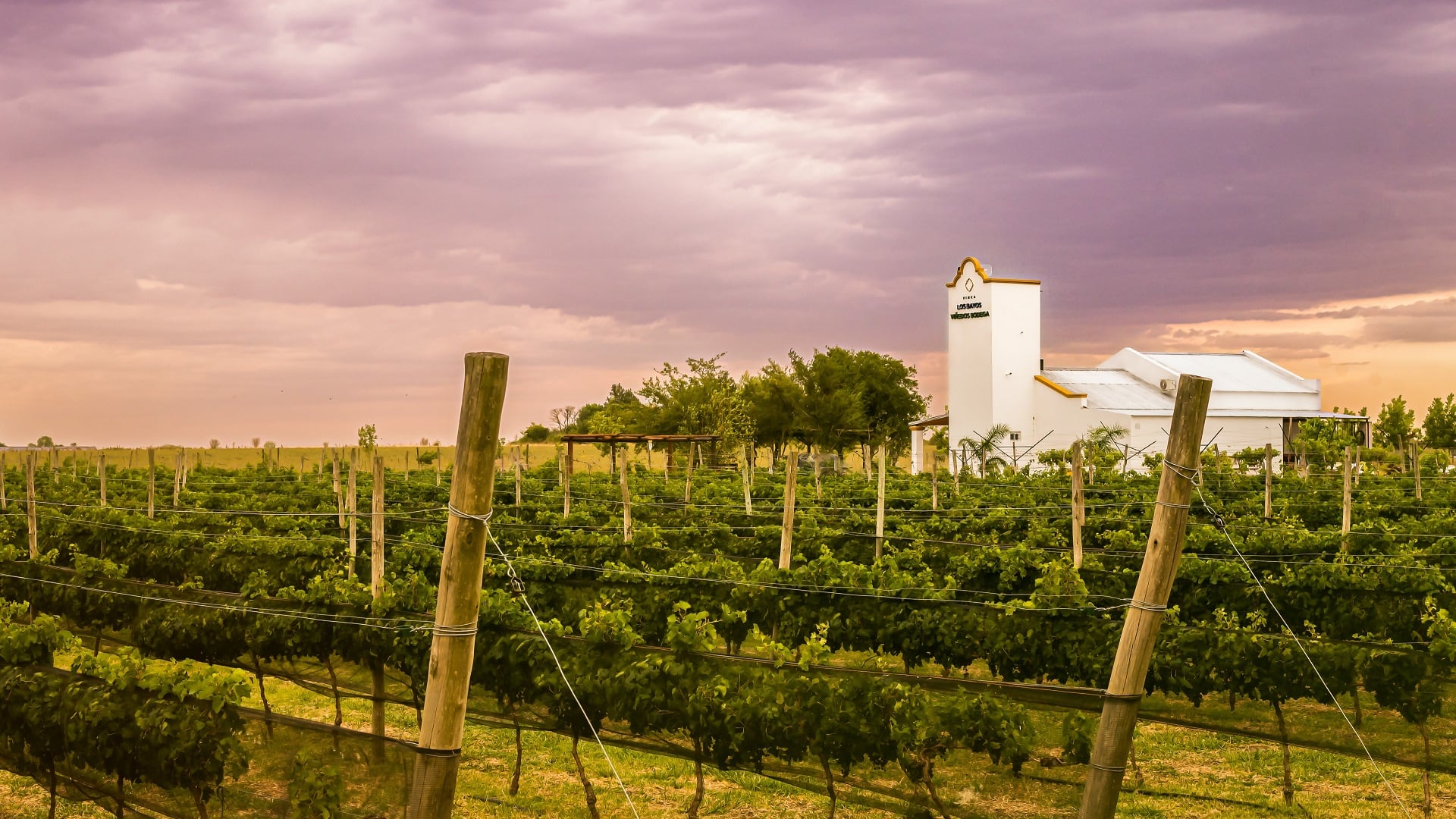 La provincia que llegó a tener más de 100 bodegas, lo perdió todo y ahora vuelve a producir vino La provincia que llegó a tener más de 100 bodegas, lo perdió todo y ahora vuelve a producir vino