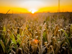 A pesar del contexto, el 30% de los empresarios del agro considera que es buen momento para invertir en la Argentina
