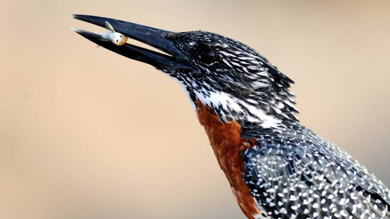 El ejemplar tiene un pariente muy cercano que todavía habita en algunas zonas de Europa.