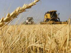 Estados Unidos autorizó el cultivo del trigo transgénico argentino
