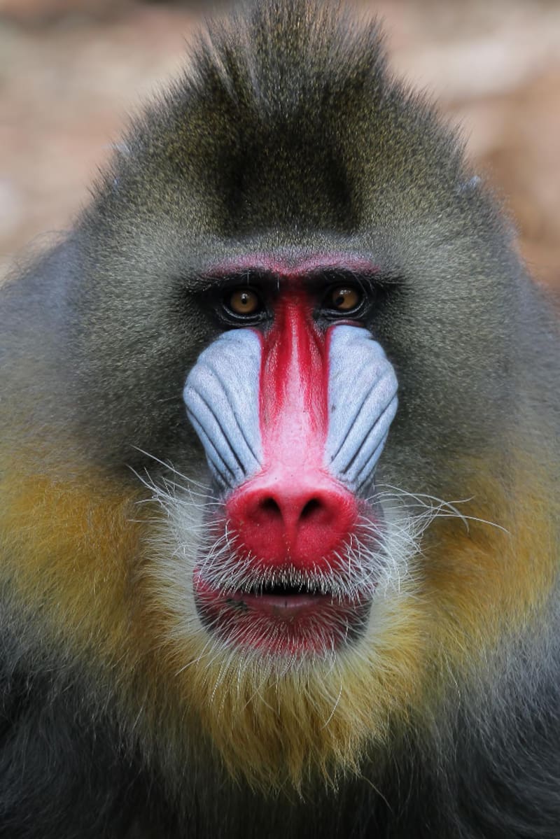 Mono mandril. Fuente: Freepik.