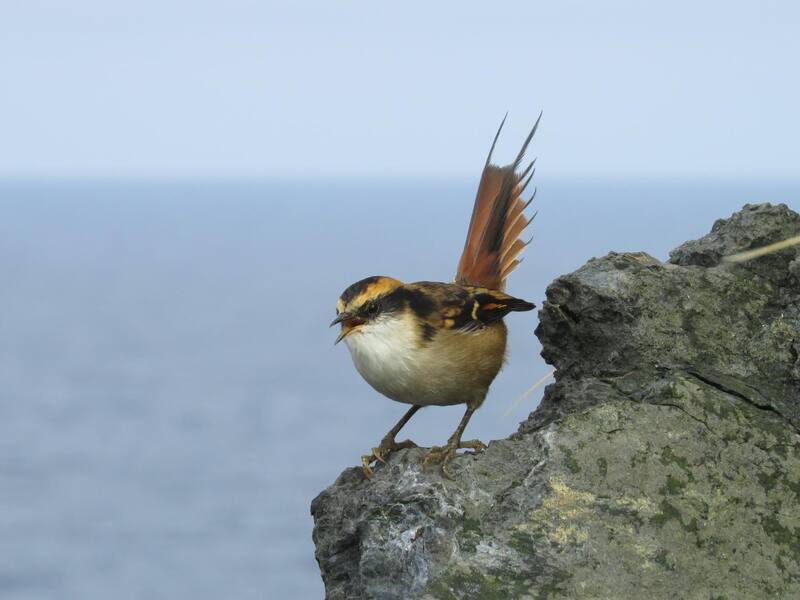 Este tipo de ave anida en madrigueras naturales o abandonadas por aves marinas. (Foto: www.avesdechile.cl).