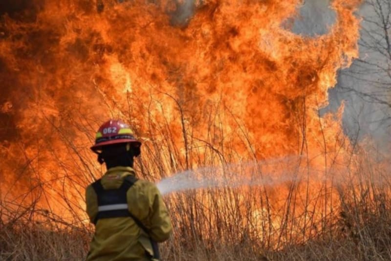 Los incendios en Corrientes afectaron varias economías regionales, entre ellas la yerba mate.