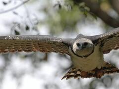 El ave de Sudamérica que no era vista desde hace 20 años y redescubrieron recientemente: caza mamíferos y muchos le temen