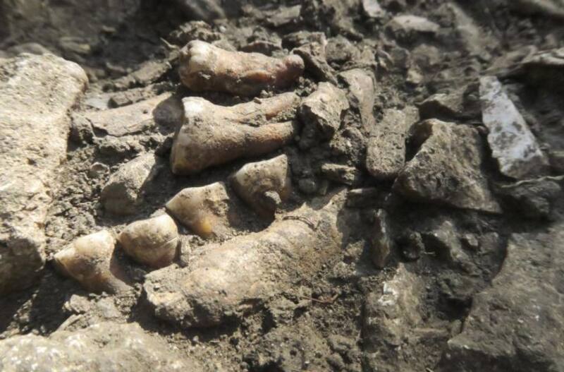 Descubrimiento prehistórico: hallan un neandertal que vivió aislado hace más de 50.000 años y desafía todo lo que conocemos sobre su extinción. Imagen: archivo.