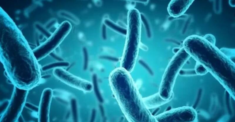 Shigella es una bacteria altamente invasiva que habita en el colon y su principal reservorio es el ser humano.