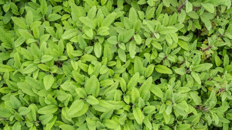 Esta planta tiene una larga historia de uso en la medicina natural.