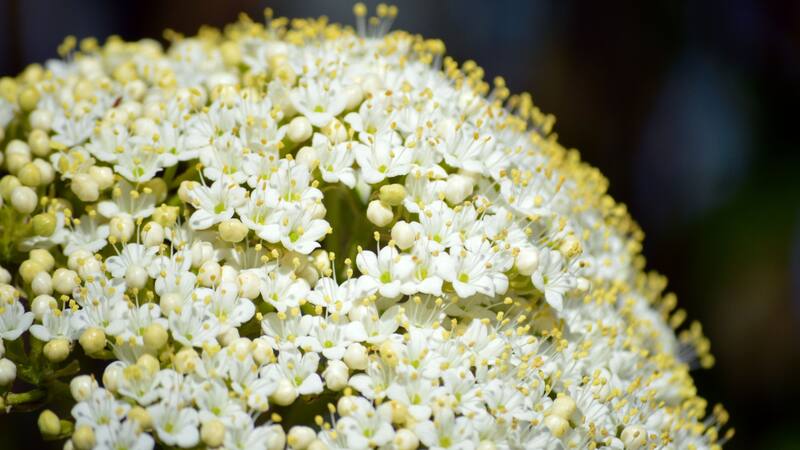 Esta planta que crece en la Patagonia ofrece muchos beneficios.