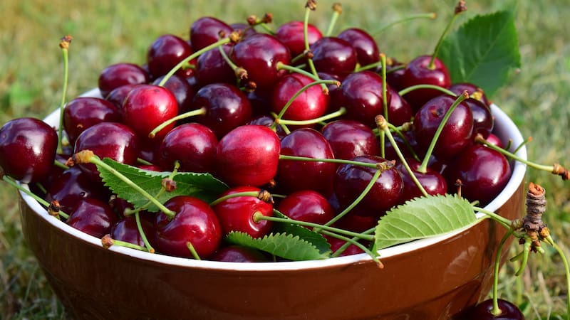 La demanda en China por estas cerezas ha aumentado debido a su sabor dulce y su excelente estado al llegar a destino.