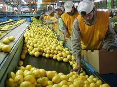 Productores citrícolas, en alerta ante la falta de respuesta de la Unión Europea por exportaciones