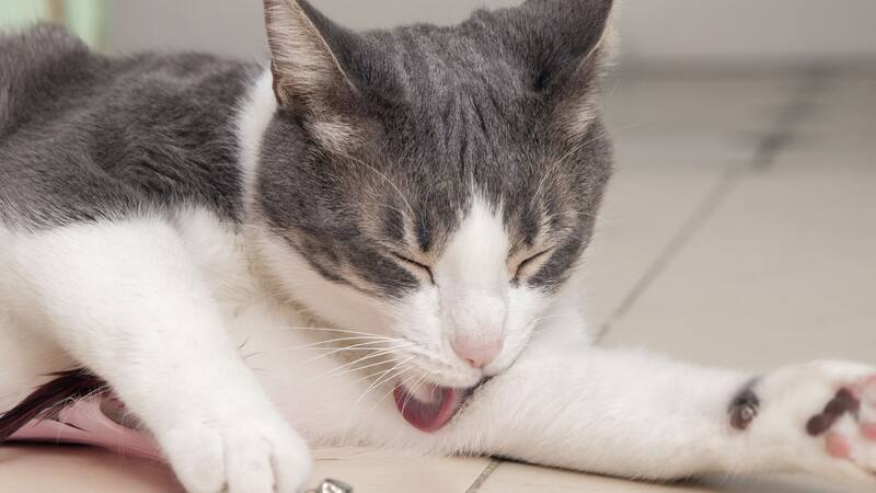 El pelaje de los gatos de pelo largo requiere un cuidado adicional para prevenir la formación de nudos y mantenerlo en óptimas condiciones.